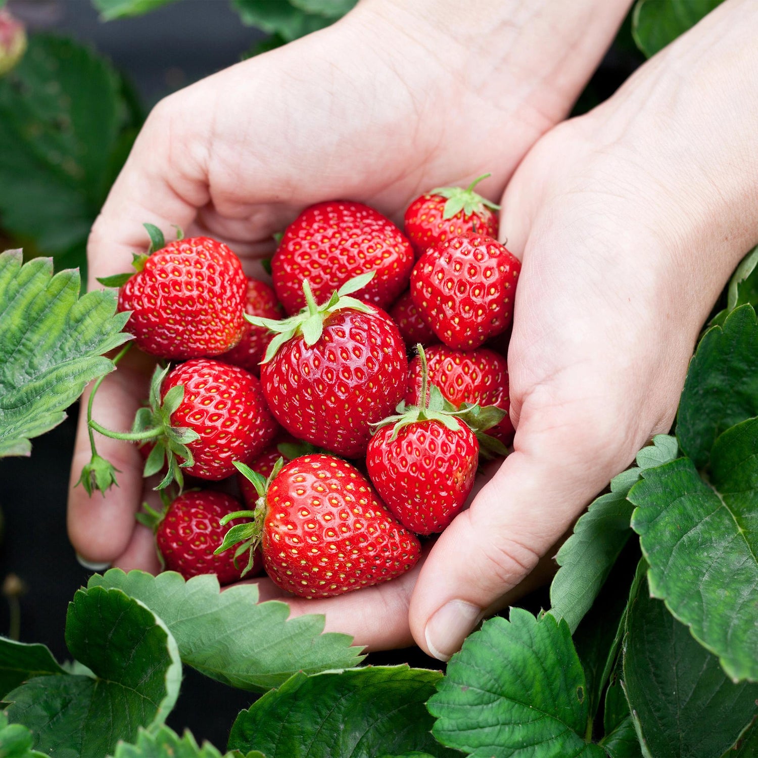 Drei winterharte Erdbeerpflanzen ‘Elsanta’ von Everspring in Töpfen mit Ø9 cm, frische grüne Blätter und Erdbeeren.