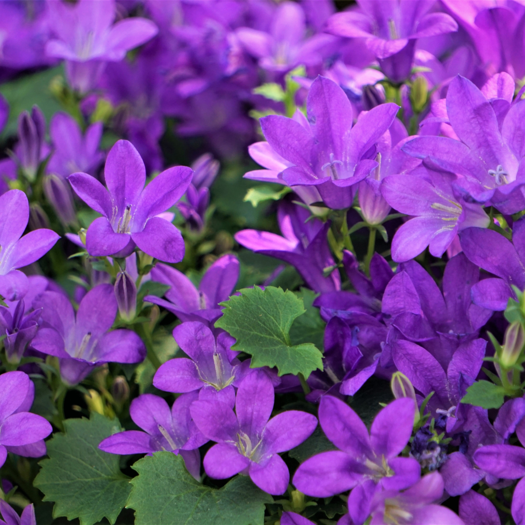 Sechs Campanula portenschlagiana Pflanzen in Töpfen, ca. 10-25cm hoch, mit grünen Blättern und blauen Blüten, von Everspring