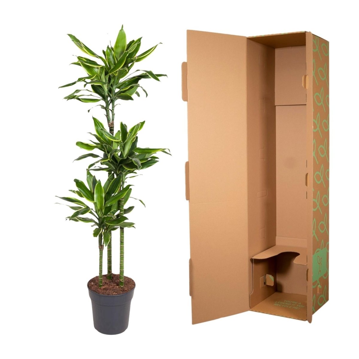 Dracaena Golden Coast 140 - 200 cm – Pflegeleicht &amp; luftreinigend - Wurzelwerk Design