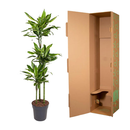 Dracaena Golden Coast 140 - 200 cm – Pflegeleicht &amp; luftreinigend