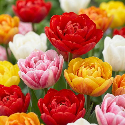 Gefüllte Tulpen Mischung – Tulipa Double online kaufen | 30 bis 240 Blumenzwiebeln, päonienartig gefüllt – Wurzelwerk Design