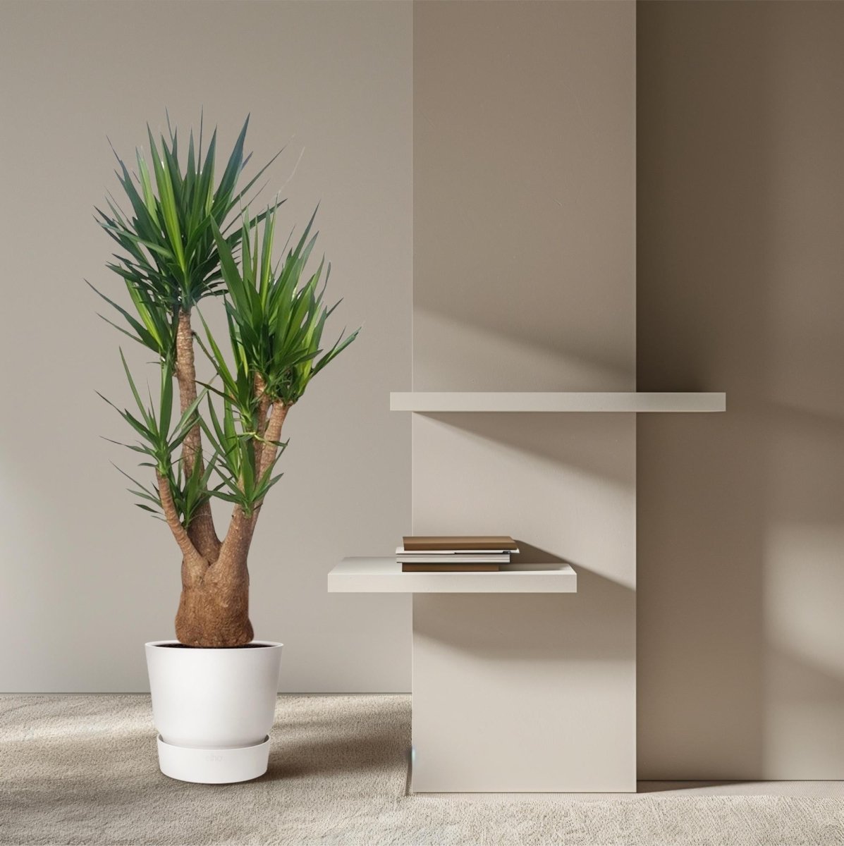 Yucca Elephantipes – Spineless Yucca für Zuhause &amp; Garten - Wurzelwerk Design