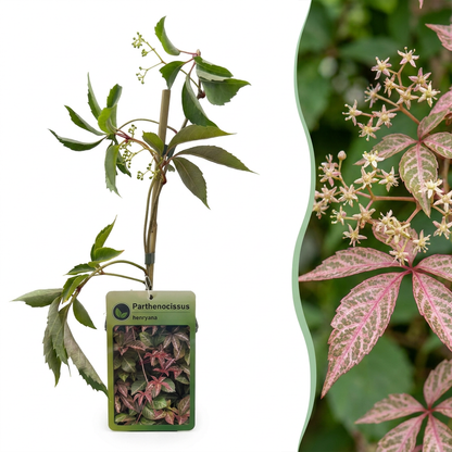 Chinesischer Wilder Wein (Parthenocissus henryana) mit silbrig geaderten Blättern