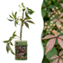 Chinesischer Wilder Wein (Parthenocissus henryana) mit silbrig geaderten Blättern