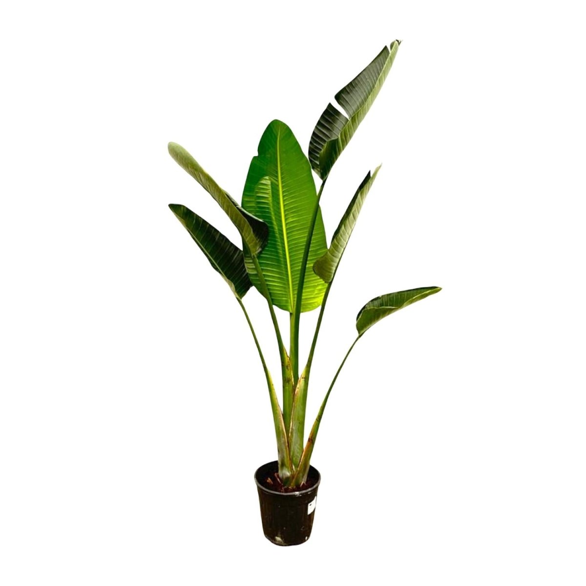 Strelitzia Augusta XL - XXXL – Exotischer Weißer Paradiesvogel - Wurzelwerk Design