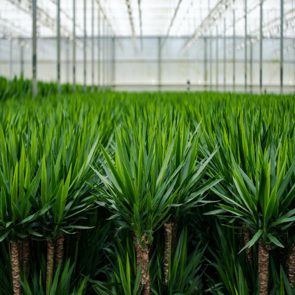 Yucca mit Übertopf kaufen | ca. 100 cm, Ø 21 cm