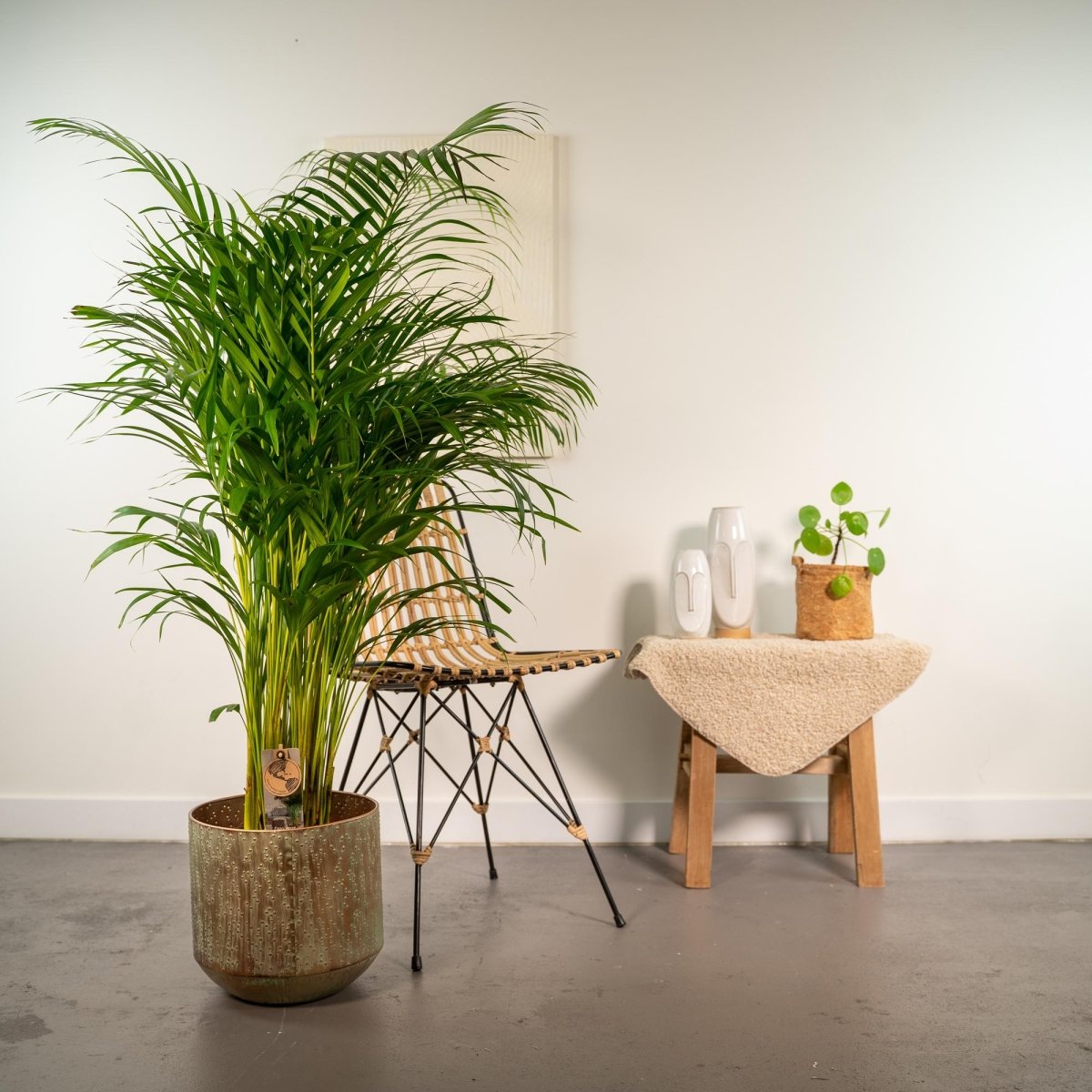 Areca - Palme 130cm mit Korb oder Topf – Goldfruchtpalme für gesunde Raumluft - Wurzelwerk Design