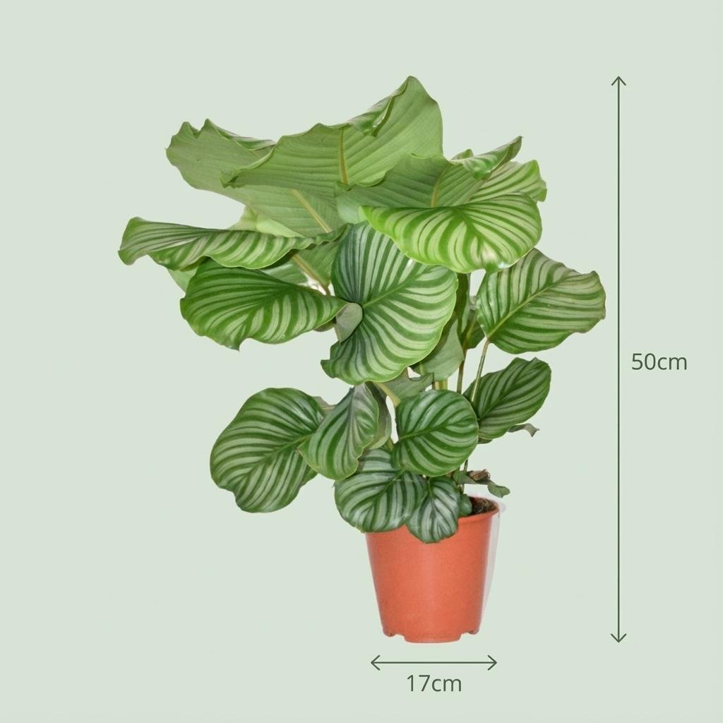 Everspring Calathea Orbifolia Pflanze mit großen grünen Blättern, Höhe ca. 60 cm, Durchmesser 19 cm, Nahaufnahme der Blätter