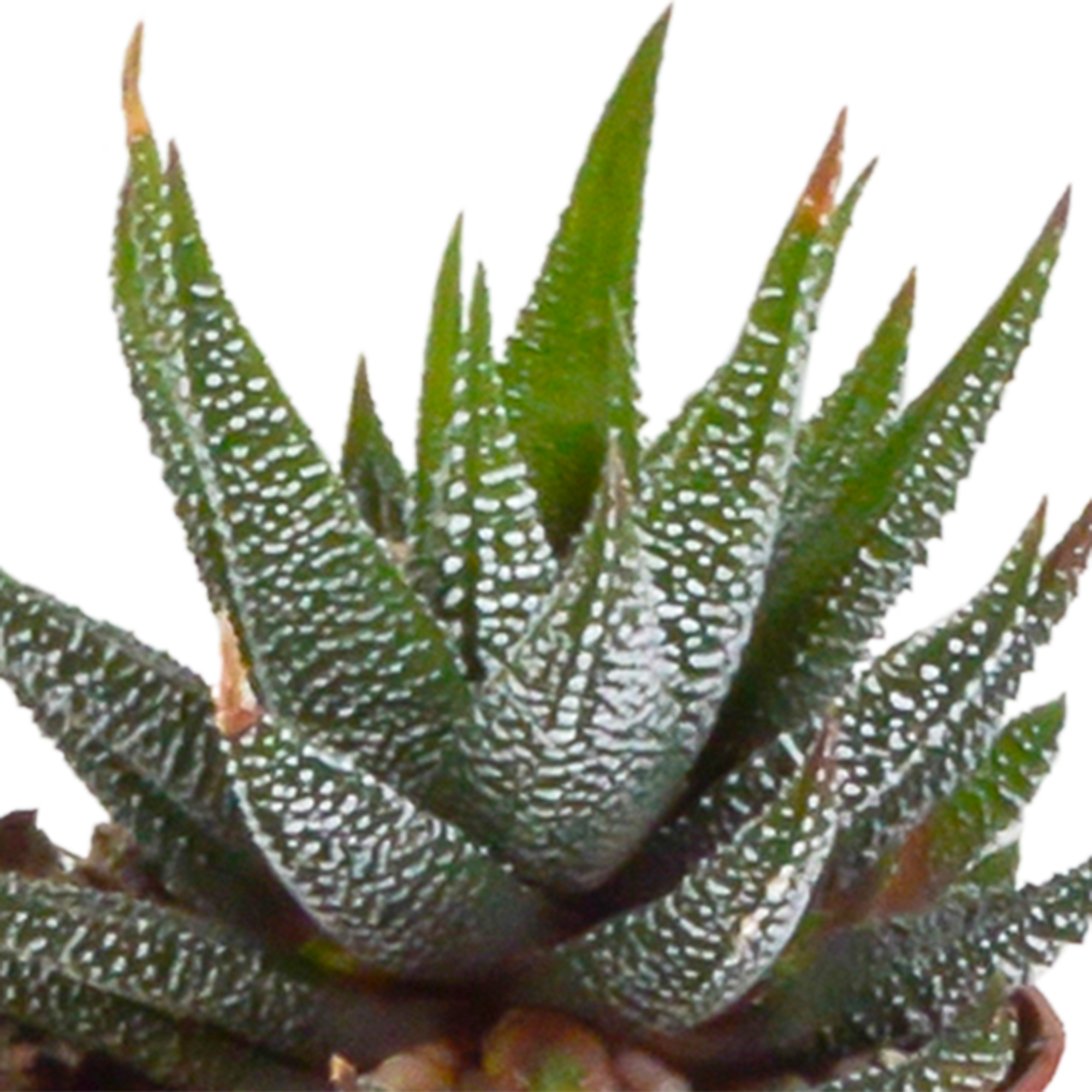 Fünf Everspring Gasteria und Haworthia Pflanzen in weißen Töpfen, Durchmesser 5,5 cm, dekorative Sukkulenten.
