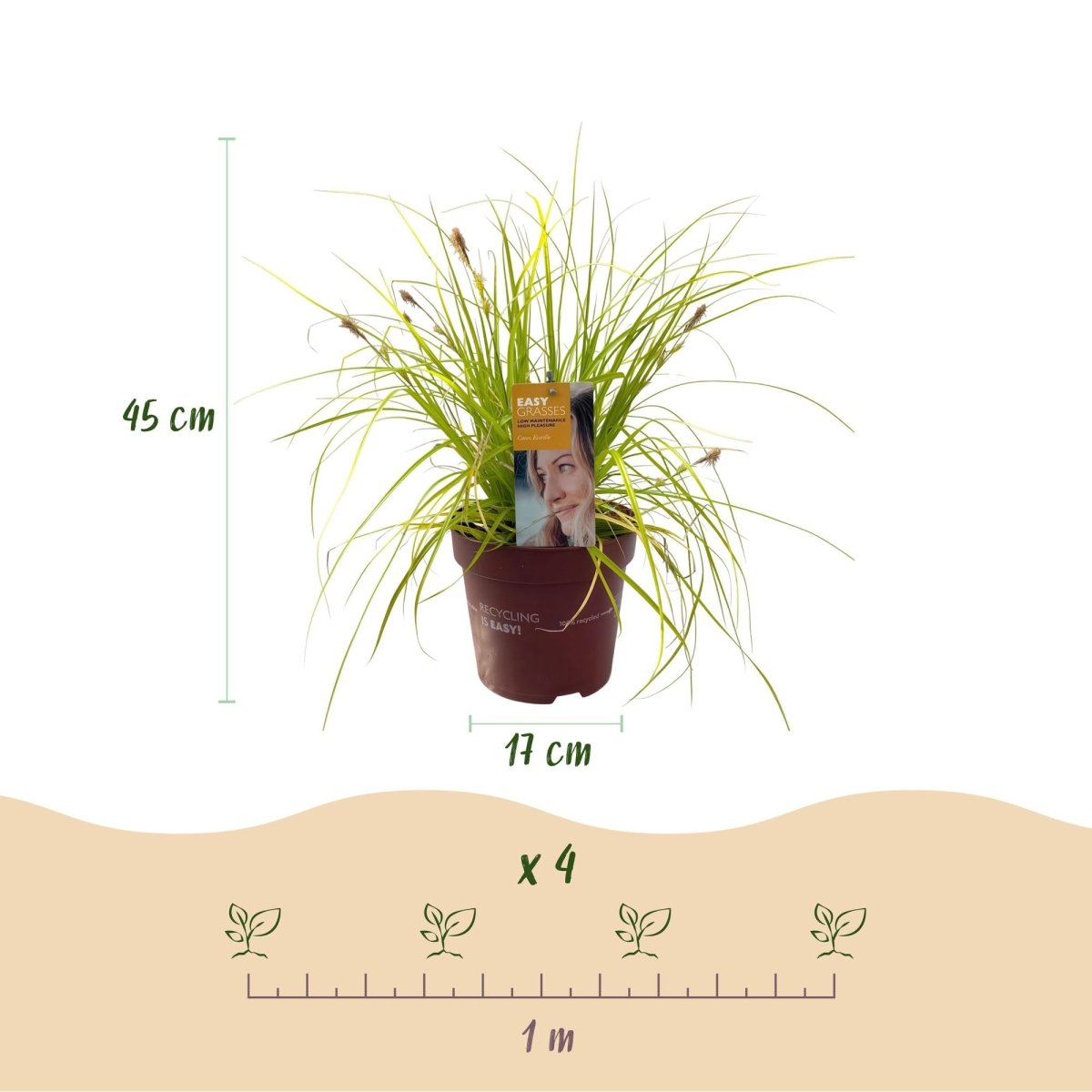 Carex &