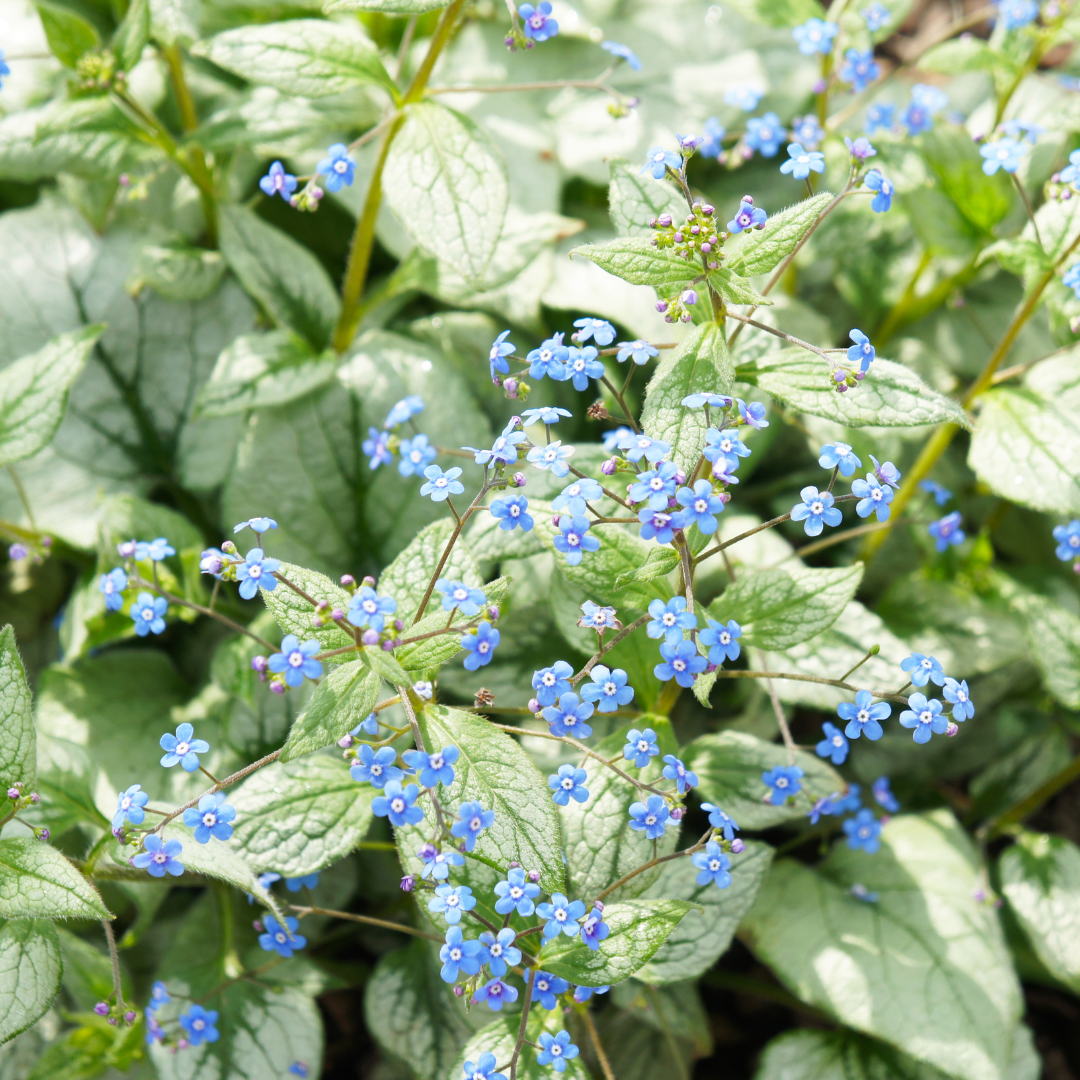 Sechs Brunnera macr. &
