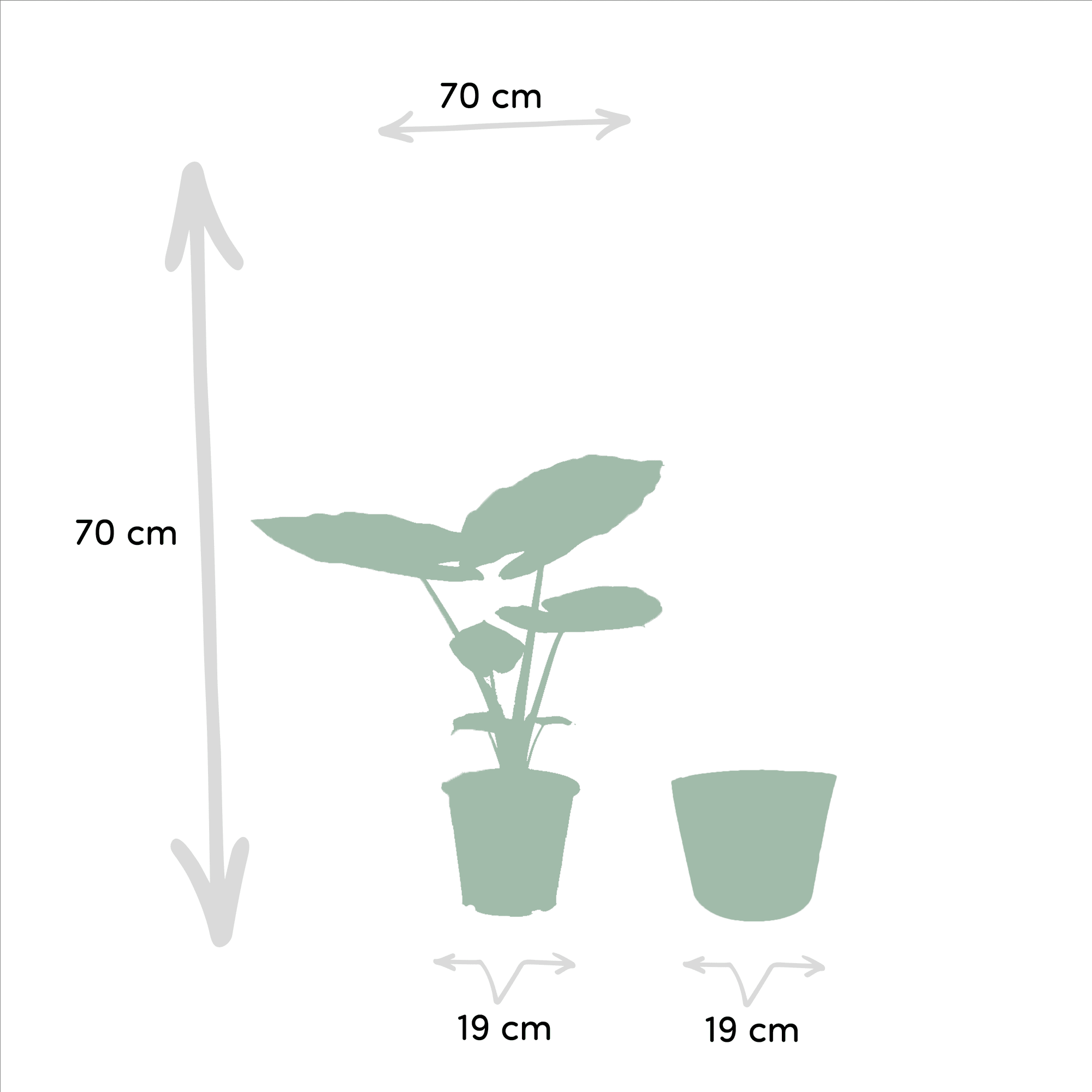 Everspring Alocasia macrorrhiza in Korb Selin, 70 cm hoch, große grüne Blätter, dekorative Zimmerpflanze
