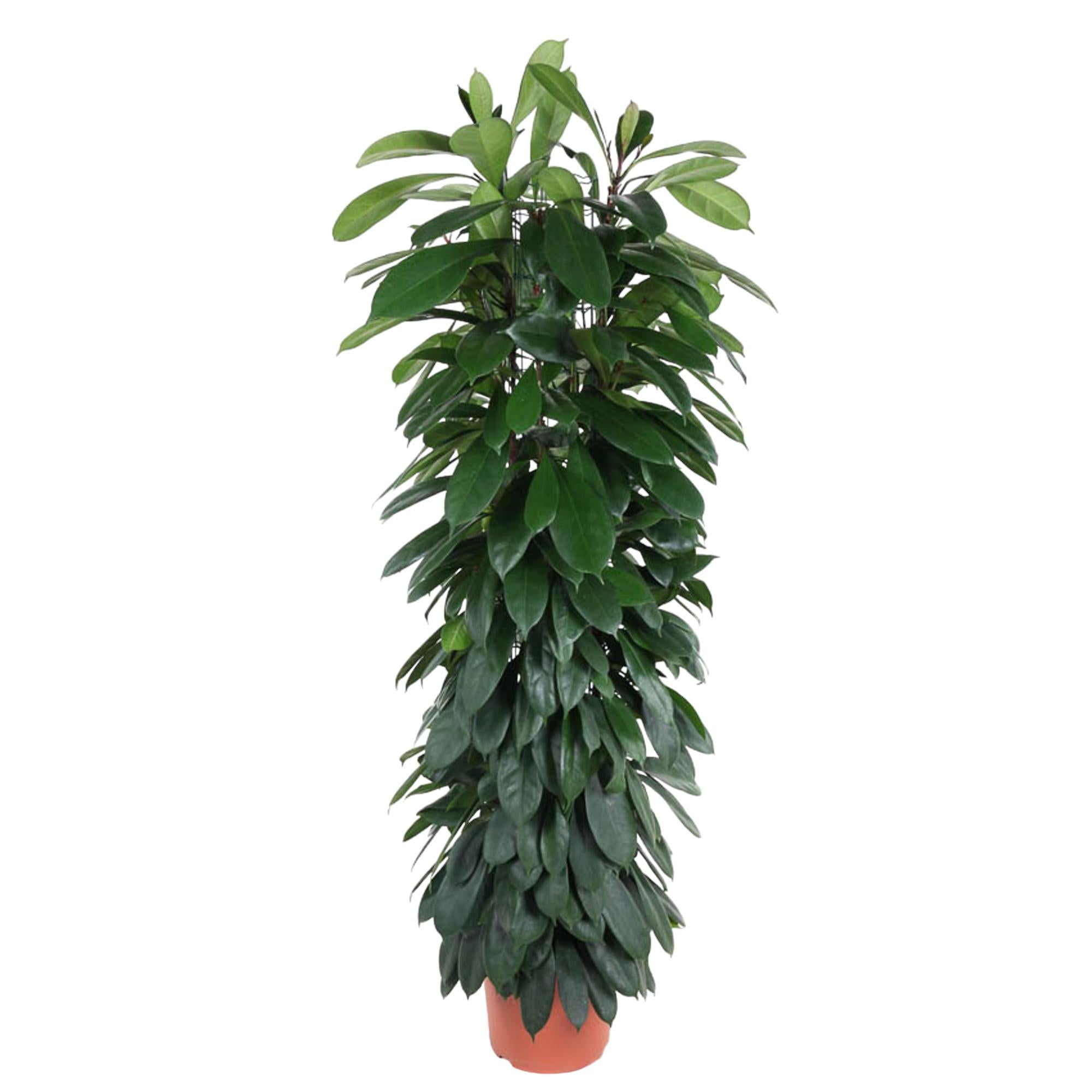 Ficus Cyathistipula 140 - 180cm – Pflegeleichte Zimmerpflanze mit Stil