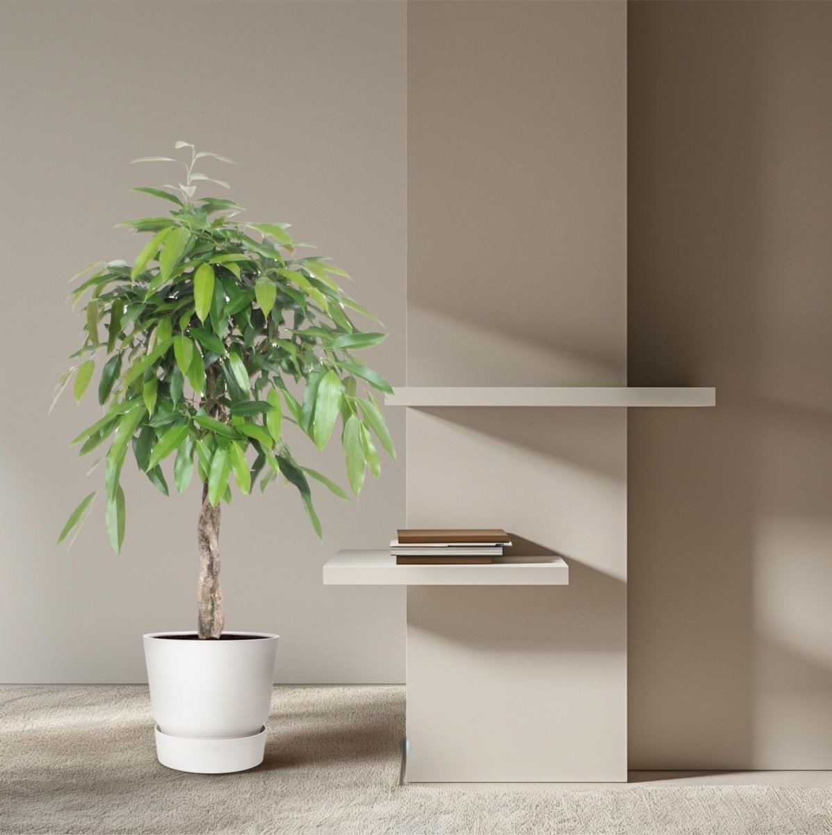 Ficus Amstel King – Zimmerpflanze mit geflochtenem Stamm - Wurzelwerk Design