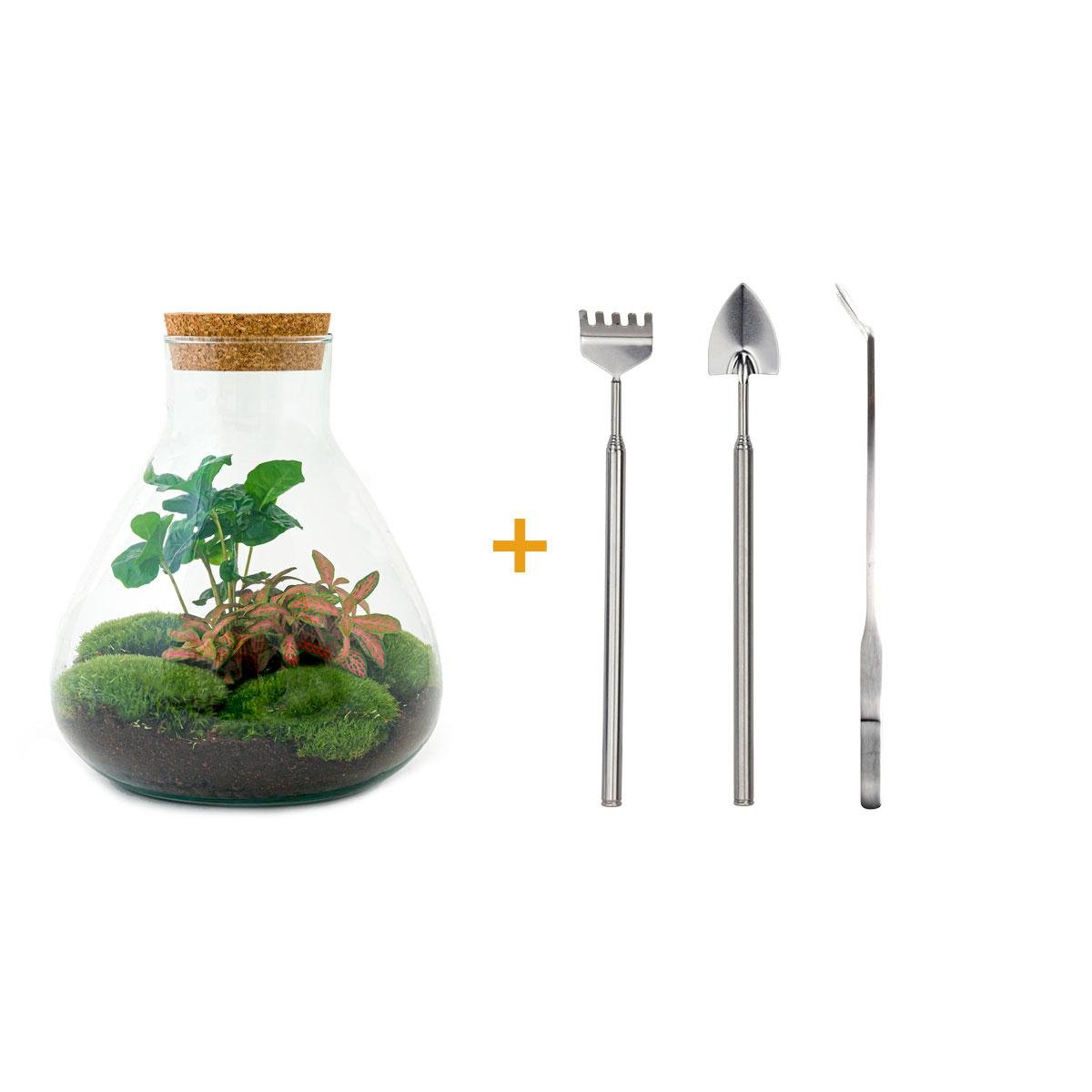 Everspring Flaschengarten Sammie Coffea mit Rake, Schaufel und Pinzette, 26 cm hoch, kleine Kaffeestrauchsämling in Glas.
