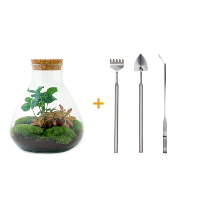 Everspring Flaschengarten Sammie Coffea mit Rake, Schaufel und Pinzette, 26 cm hoch, kleine Kaffeestrauchsämling in Glas.