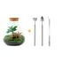 Everspring Flaschengarten Sammie Coffea mit Rake, Schaufel und Pinzette, 26 cm hoch, kleine Kaffeestrauchsämling in Glas.