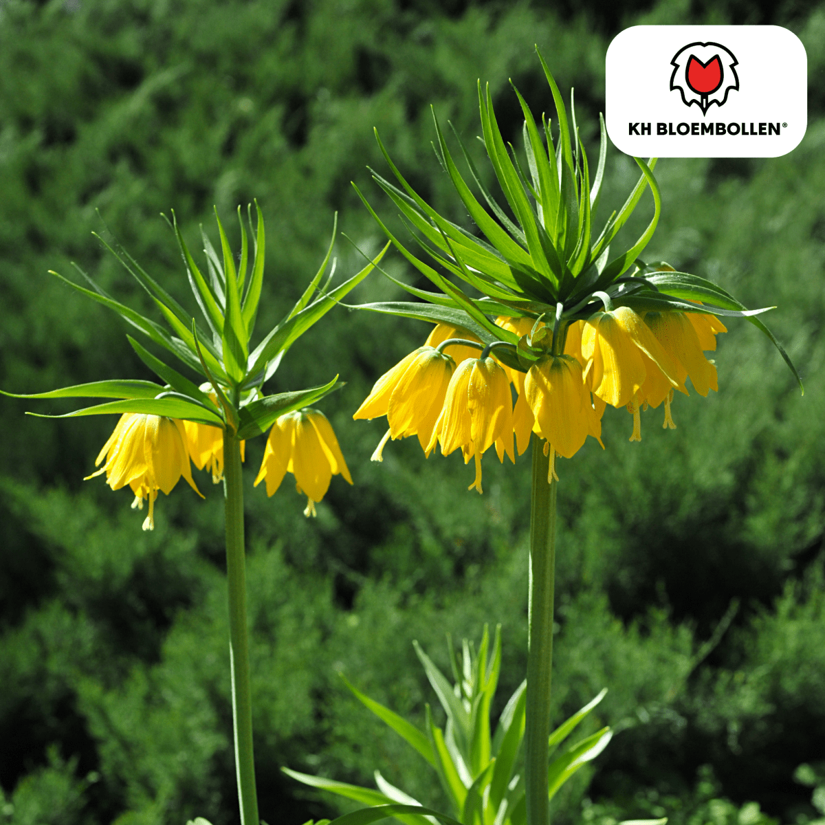 Fritillaria Lutea – 5 Stück | Gelbe Kaiserkrone für deinen Garten - Wurzelwerk Design