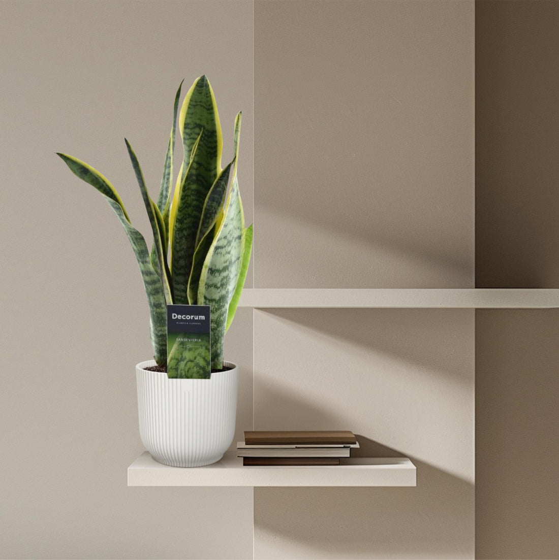 Sansevieria Laurentii – 45 cm Bogenhanf mit gelbem Rand