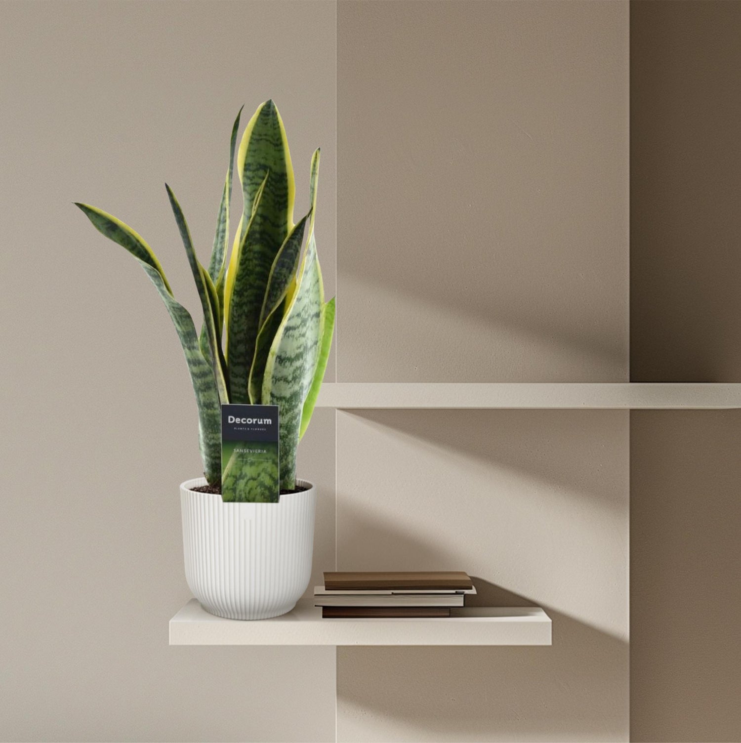 Sansevieria Laurentii – 45 cm Bogenhanf mit gelbem Rand