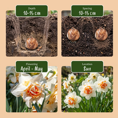 Gefüllte Narzisse Replete – Narcissus online kaufen | 20 bis 80 Blumenzwiebeln, weiß-apricot &amp; gefüllt – Wurzelwerk Design