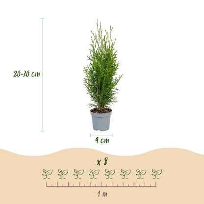 Lebensbaum Smaragd Jungpflanzen – Thuja occidentalis online kaufen | 8er-Set, immergrün &amp; winterhart – Wurzelwerk Design
