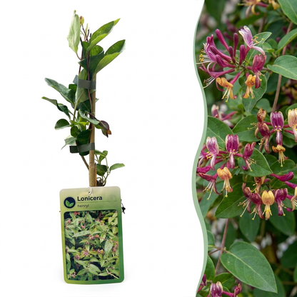 Henrys Geißblatt (Lonicera henryi) mit gelb-roten Blüten