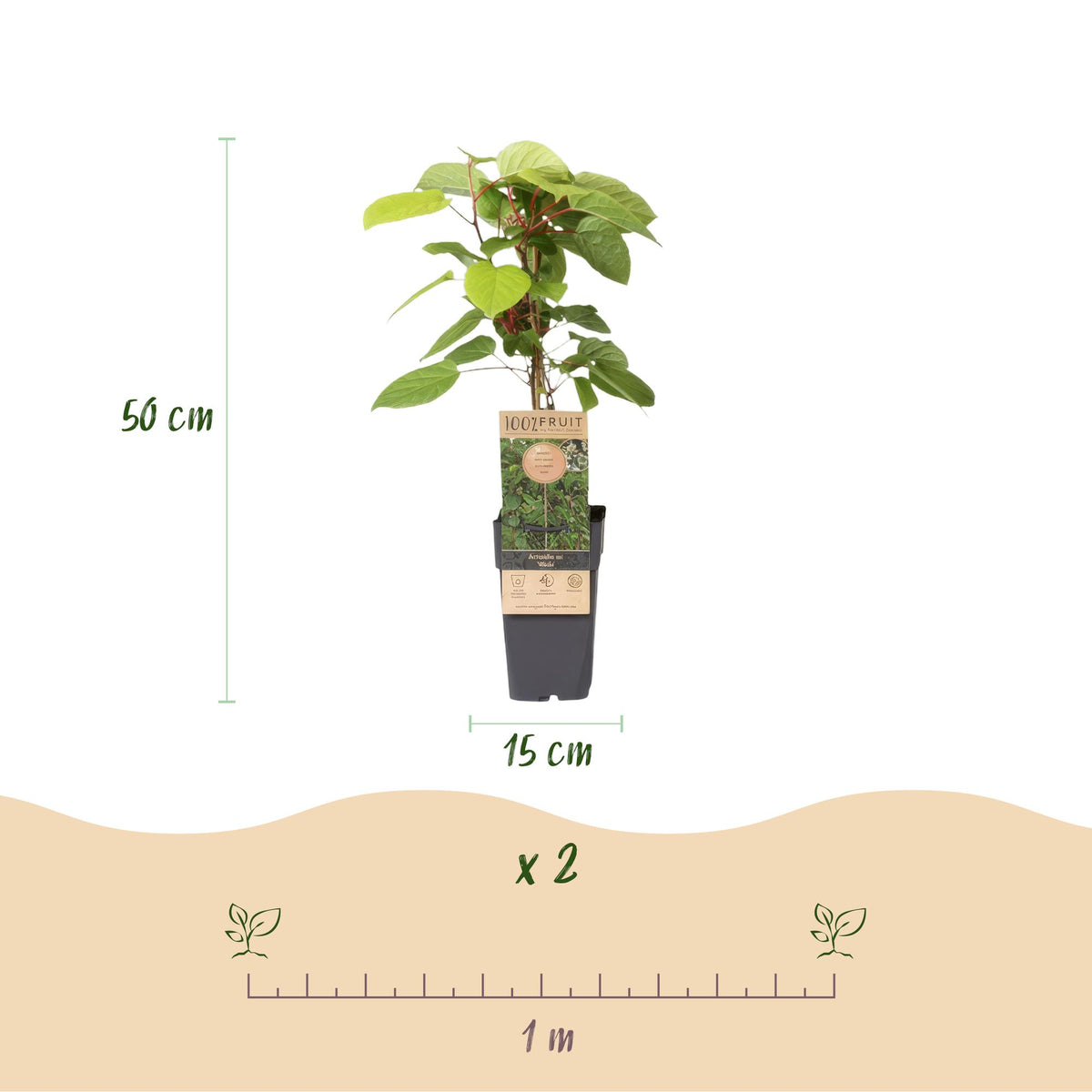 Everspring Actinidia arguta &