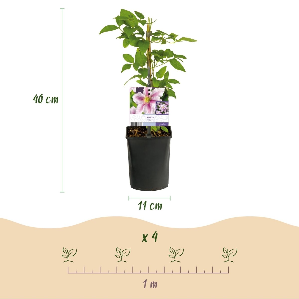 Clematis Piilu - Blüte Rosa - Wenig Pflege - 2 Pflanzen - Topf 11cm Höhe 40cm - Wurzelwerk Design