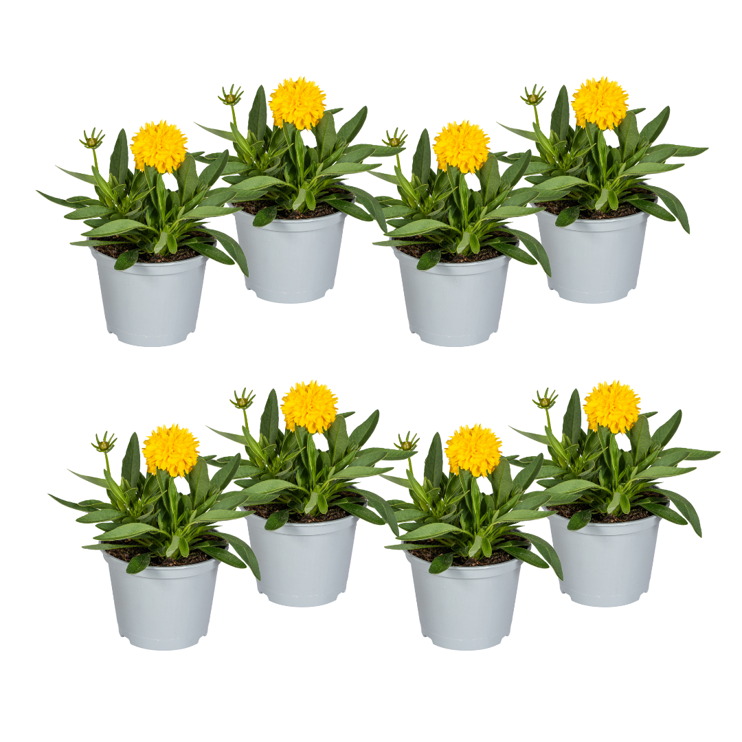 Großblumiges Mädchenauge | 8 Pflanzen – Ø13 cm Topf – Höhe 25–35 cm – Bienenfreundlich