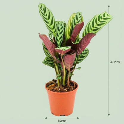 Everspring Ctenathe Burle-Marxii Pflanze, ca. 35-40 cm hoch, mit grünen Blättern und blühreifen Blüten, Topf mit 14 cm Durchmesser