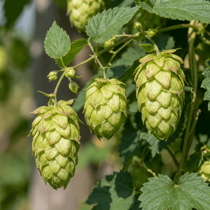 Hopfen &