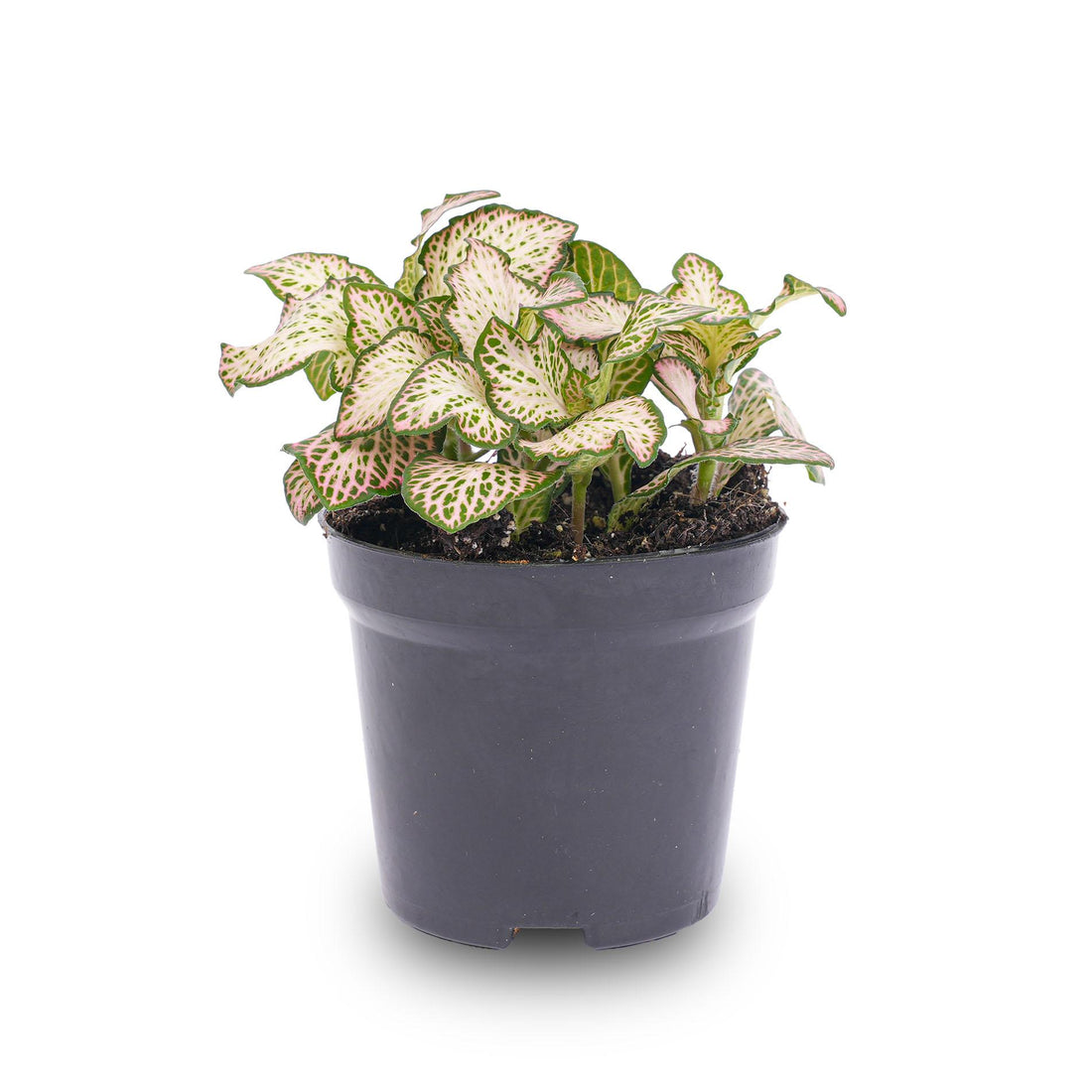 Fittonia Pink Tiger Rosa Pflanze in weißem Mosaiktopf, Everspring, 8 cm Durchmesser, grüne und rosa Blätter, Zimmerpflanze