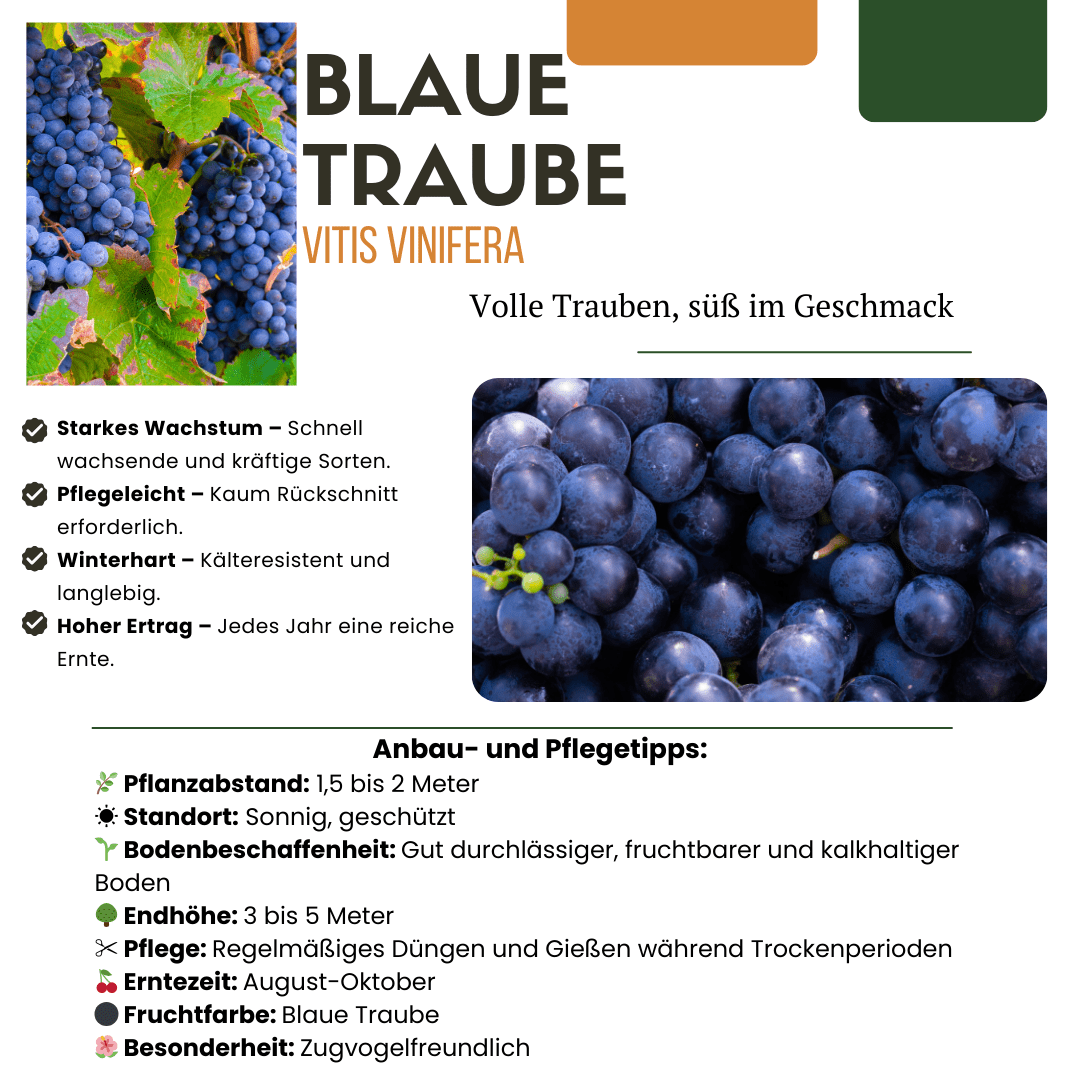 Drei Bio-Weinreben mit einem Durchmesser von 13 cm und einer Höhe von 20 cm, von Everspring, in einer kleinen Vorschau.