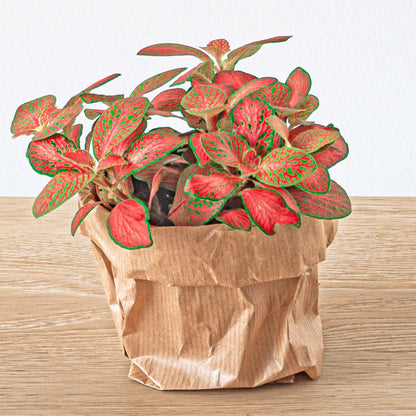 Fittonia Orange Pink Ruby Lime Mosaik-Pflanztopf Größe 8cm
