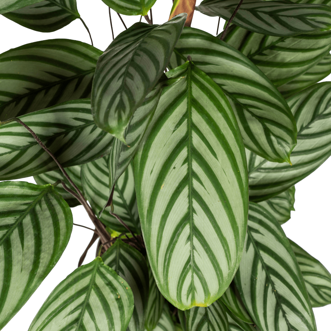 Calathea oppenheimiana | Korbmarante in verschiedenen Größen – Immergrün &amp; Haustierfreundlich - Wurzelwerk Design