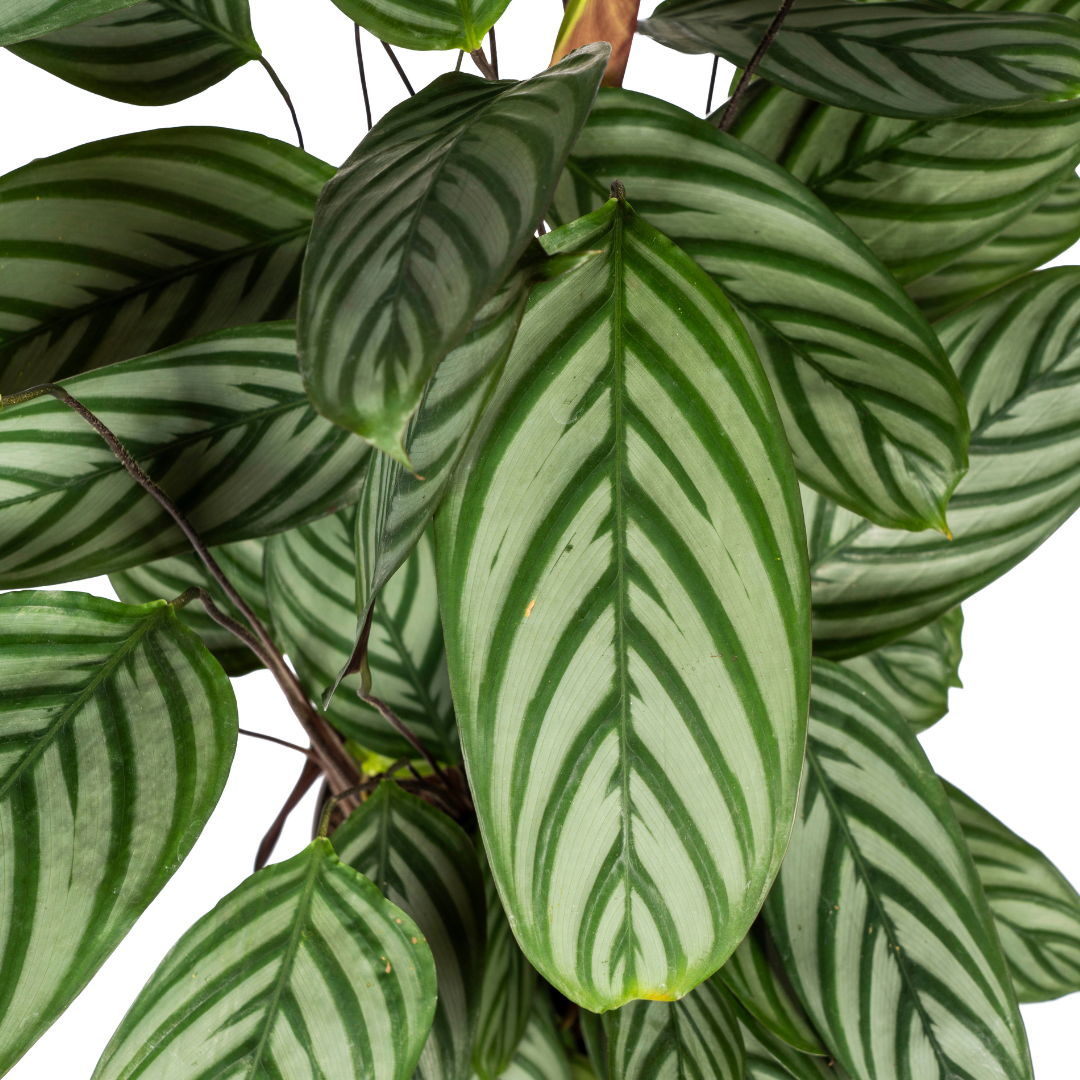 Calathea oppenheimiana | Korbmarante in verschiedenen Größen – Immergrün &amp; Haustierfreundlich
