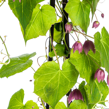 Purpur - Glockenwinde &