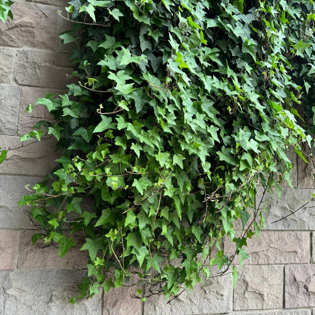 Kletterpflanzen - Mix | Clematis, Efeu, Geißblatt &amp; Trompetenblume – Farbenprächtige Kletterpflanzen für Garten &amp; Terrasse - Wurzelwerk Design