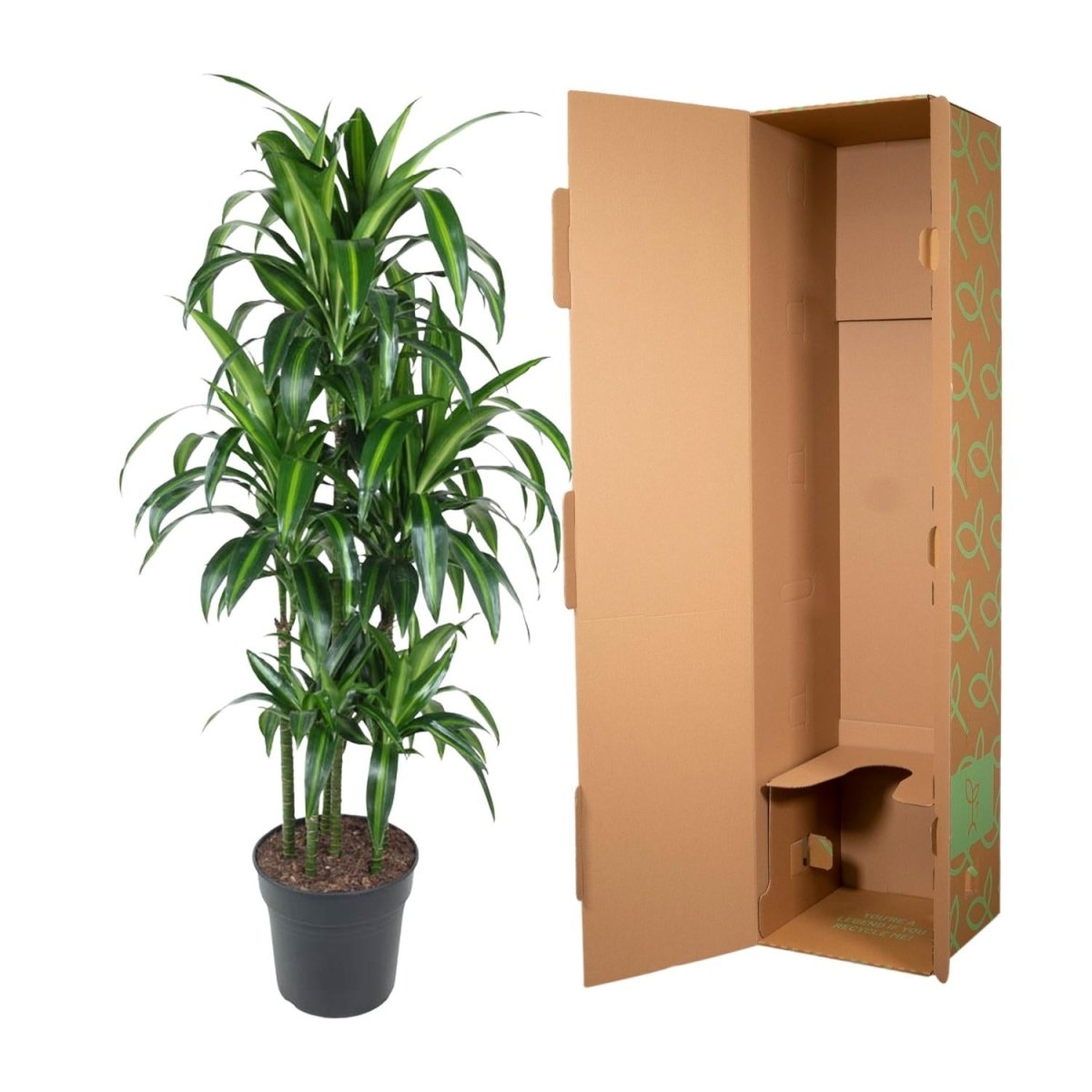 Dracaena Hawaiiana – Exotische Zimmerpflanze mit tropischem Flair - Wurzelwerk Design