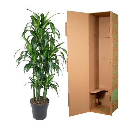 Dracaena Hawaiiana – Exotische Zimmerpflanze mit tropischem Flair - Wurzelwerk Design