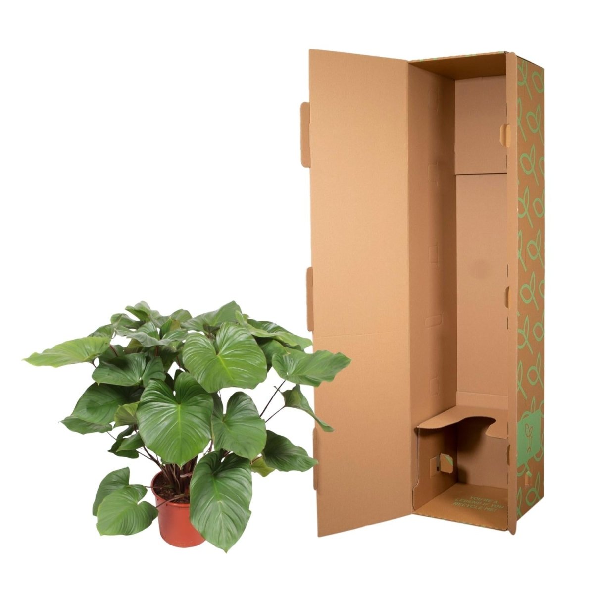 Homalomena Rubescens Maggy - 100 cm - Ø 24 cm - Wurzelwerk Design