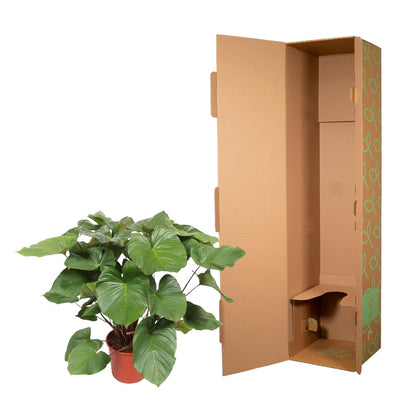 Homalomena Rubescens Maggy - 100 cm - ø24