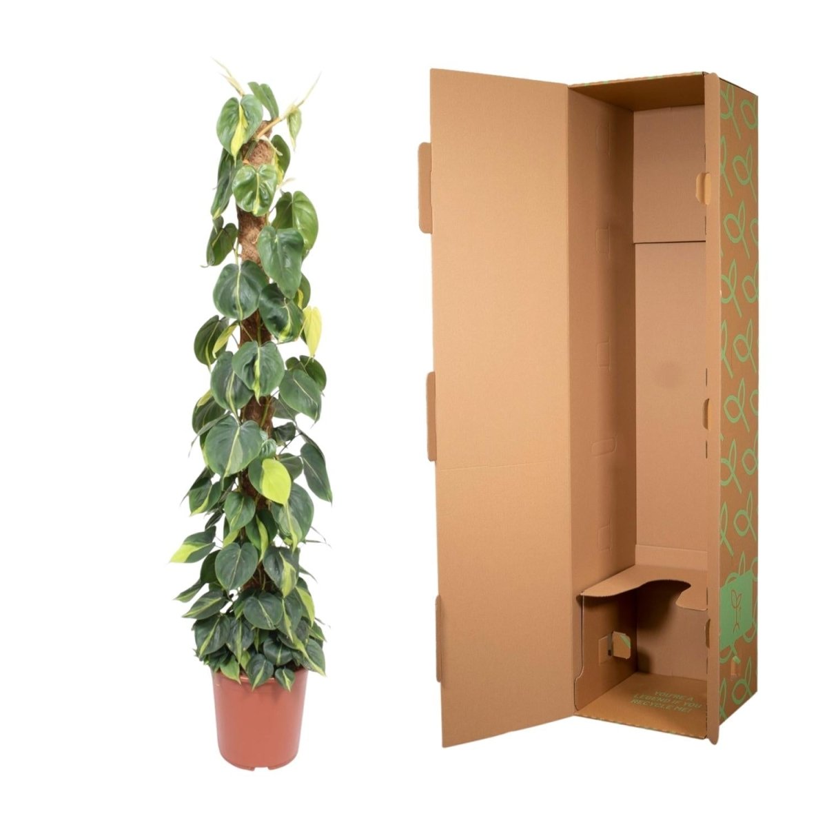 Philodendron scandens ‘Brasil’ | Herzblatt - Philodendron – Bunte Kletter - &amp; Hängepflanze - Wurzelwerk Design