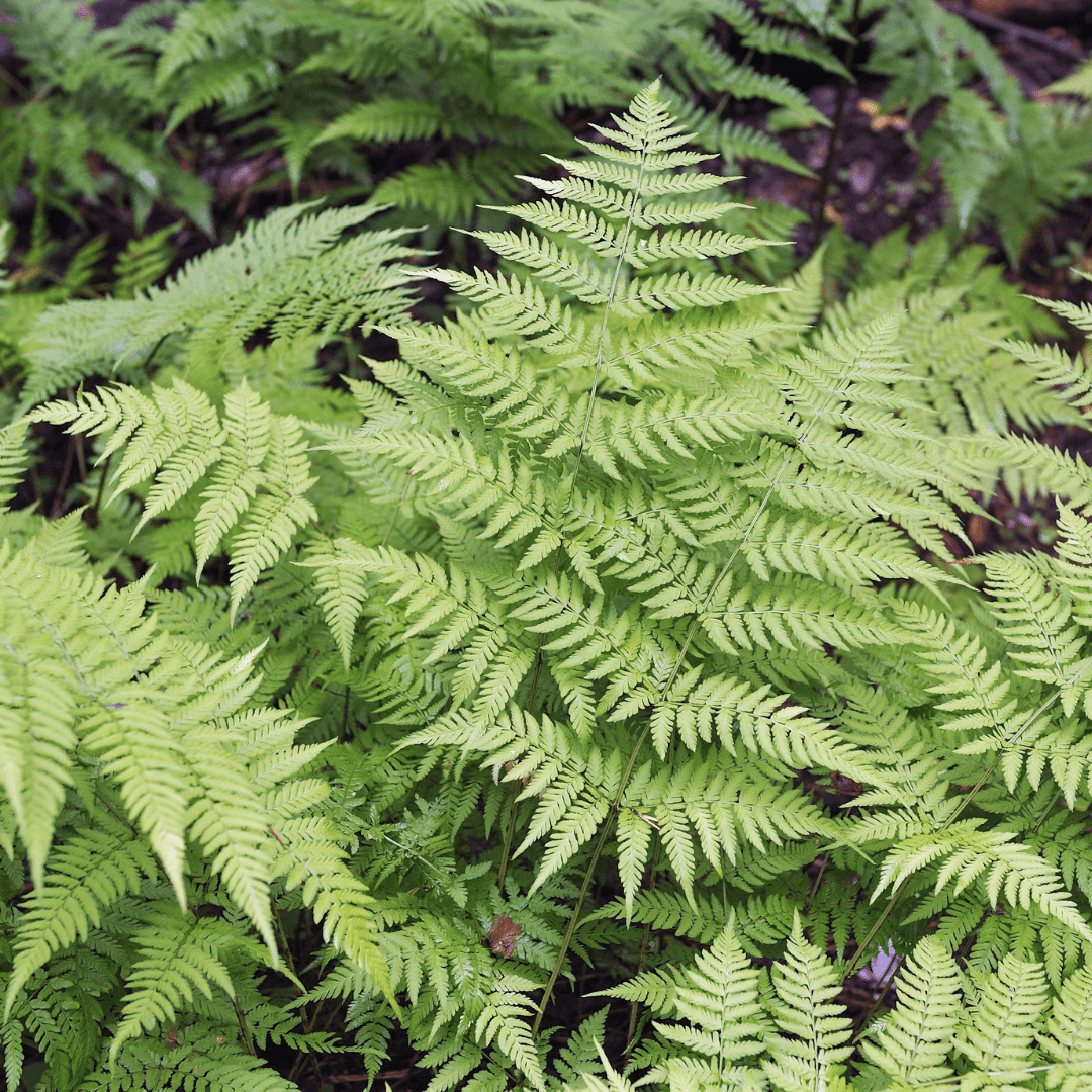 Sechs Dryopteris filix-mas Farnen, 10-25cm hoch, in einem 9cm Topf, Everspring, Nahaufnahme der grünen Farnblätter