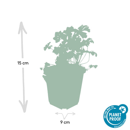 24x Geranium cantabrigiense ‘Biokovo’ – Duft-Storchschnabel für Garten &amp; Beete – Höhe 10–25 cm – Ø 9 cm