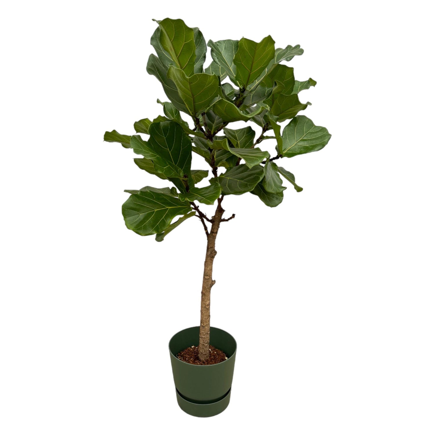 Ficus Lyrata mit Topf – Elegante Geigenfeige für Innen