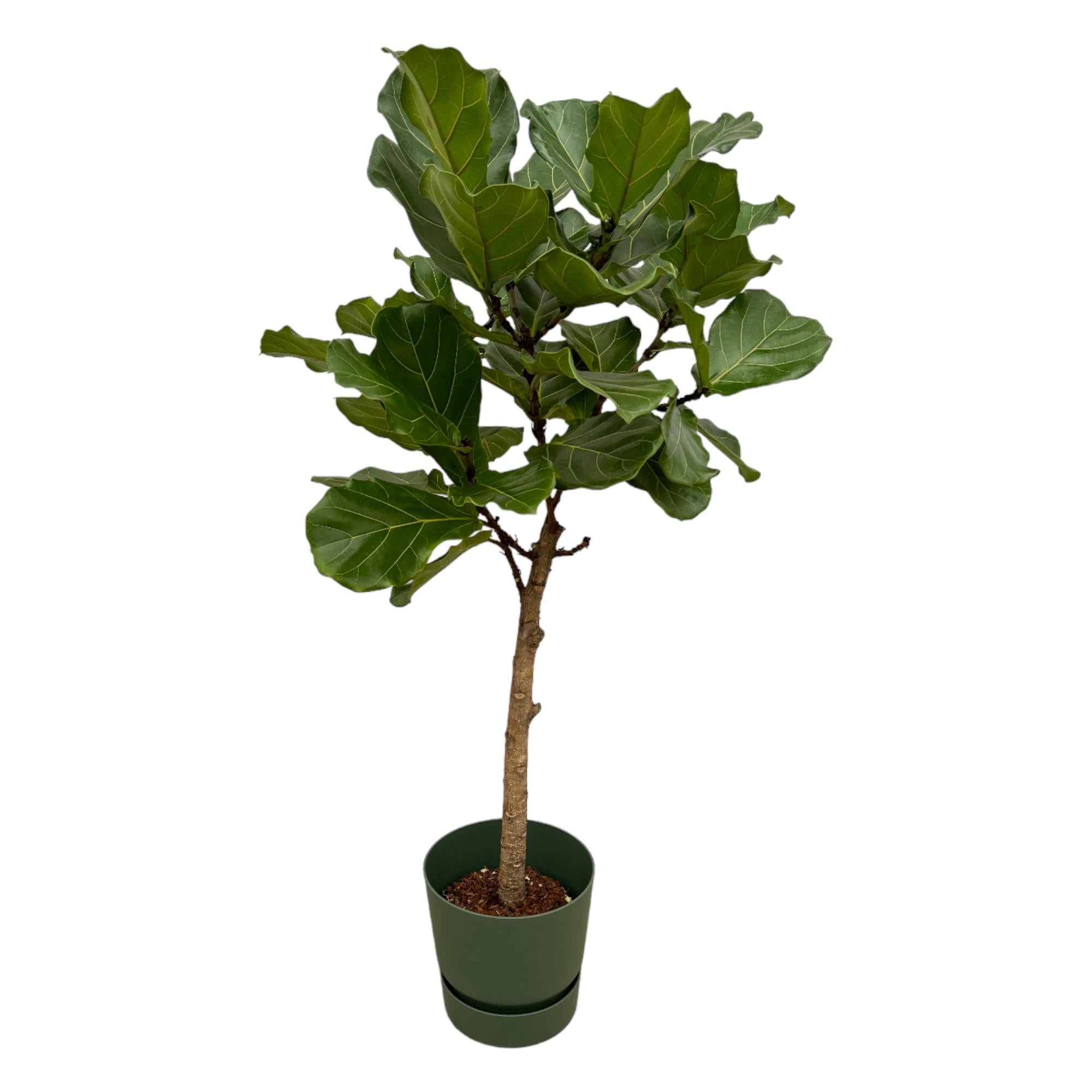 Ficus Lyrata mit Topf – Elegante Geigenfeige für Innen