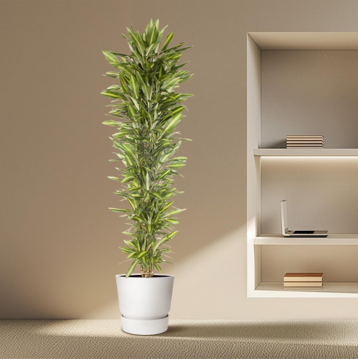 Dracaena Cintho – Pflegeleichte Zimmerpflanze mit exotischem Flair - Wurzelwerk Design