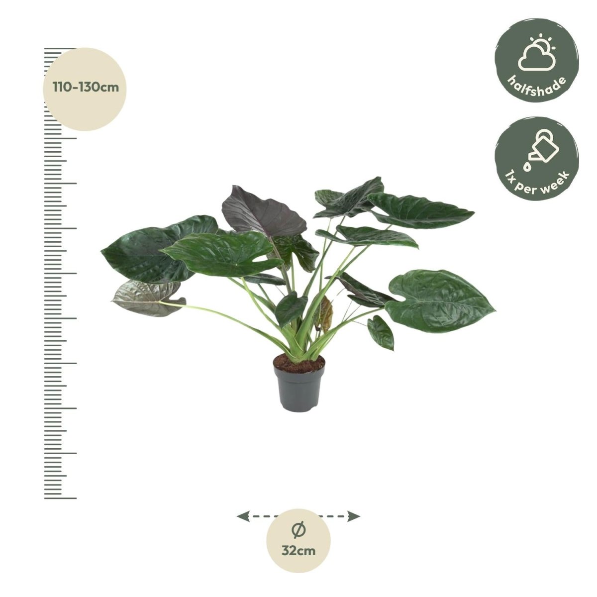 Alocasia Wentii 120 cm | Tropische Zimmerpflanze im XL - Format - Wurzelwerk Design